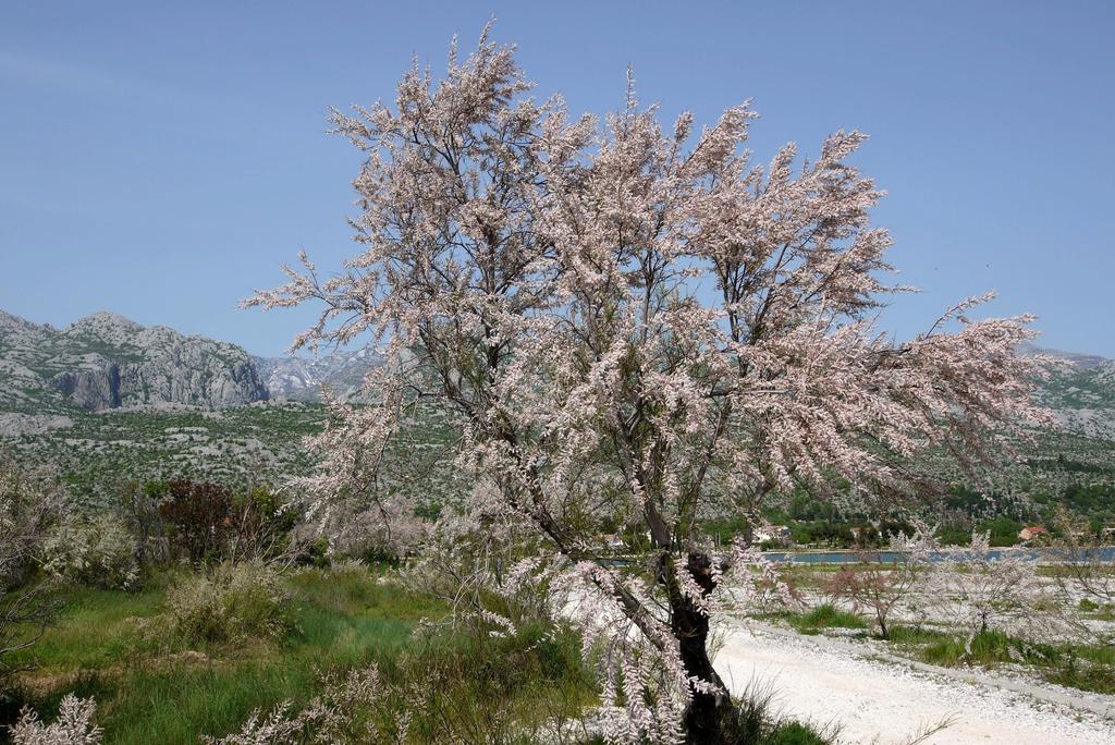 Paklenica Sport Apartments Starigrad Paklenica Extérieur photo